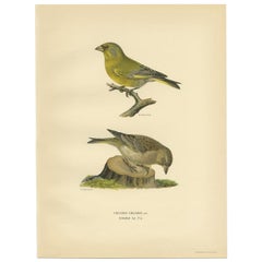 Vintage Bird Print of the European Greenfinch by Von Wright, 1927