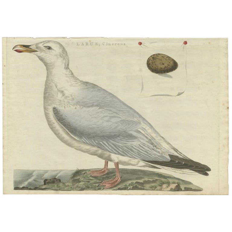 Antique Bird Print of the European Herring Gull by Sepp & Nozeman, 1797 For Sale