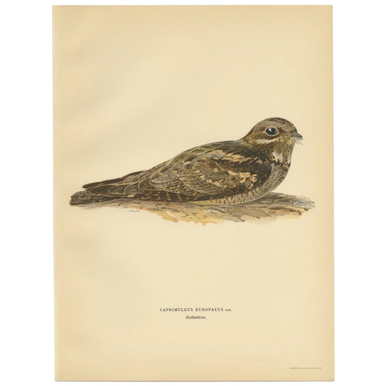 Antique Bird Print of the European Nightjar by Von Wright, 1927 For Sale