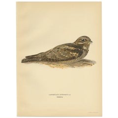 Vintage Bird Print of the European Nightjar by Von Wright, 1927