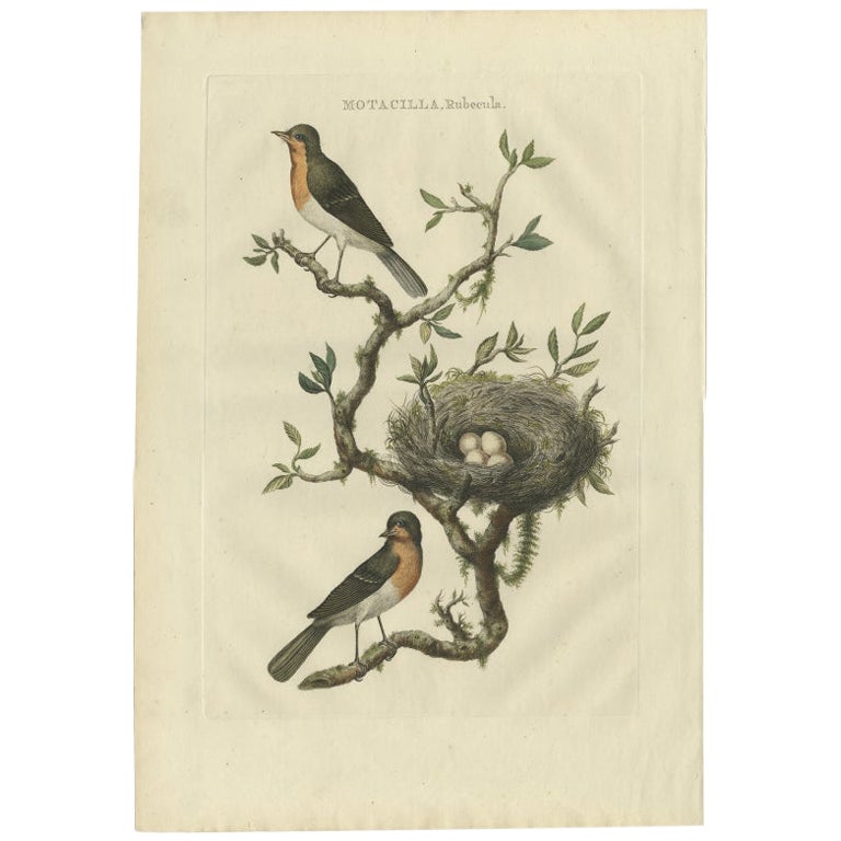 Antique Bird Print of the European Robin by Sepp & Nozeman, 1770 For Sale
