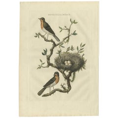 Antiker antiker Vogeldruck des europäischen Robines von Sepp & Nozeman, 1770