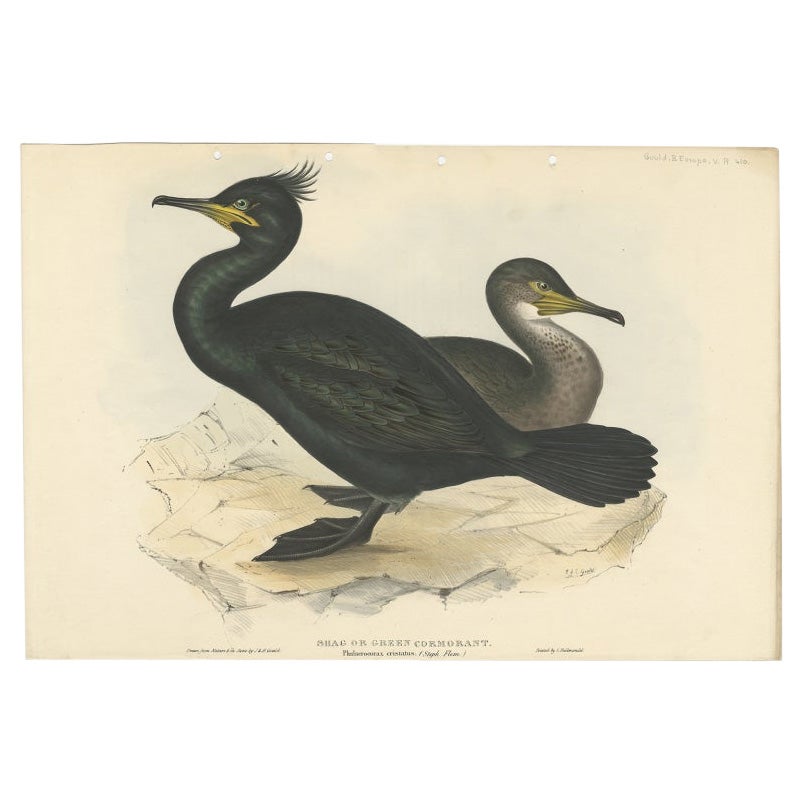 Antique Bird Print of the European Shag by Gould, 1832 For Sale