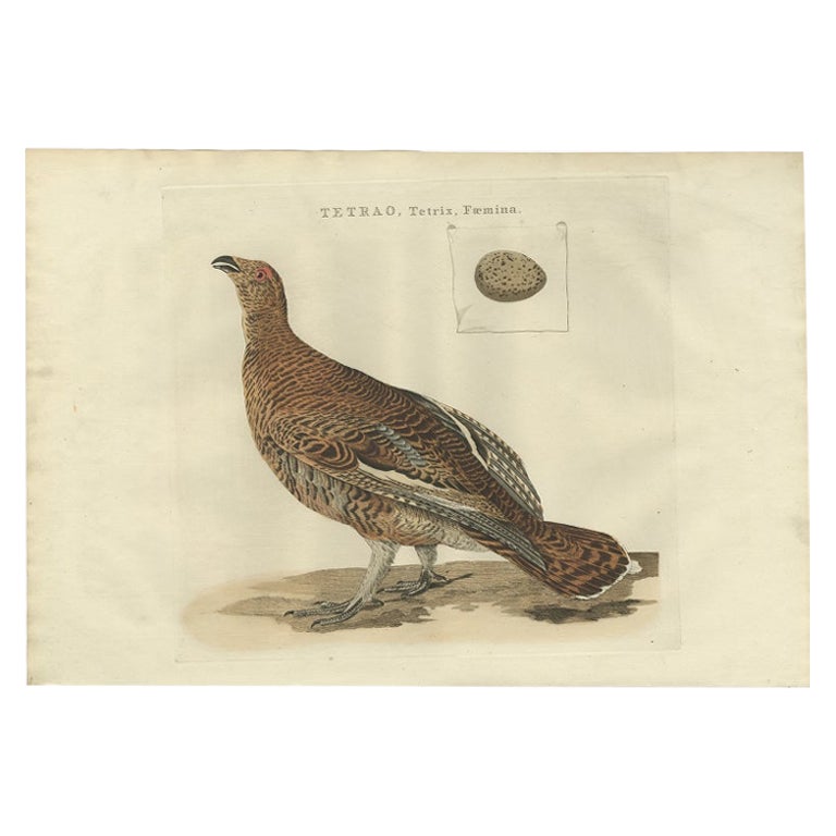 Antique Bird Print of the Female Black Grouse by Sepp & Nozeman, 1789