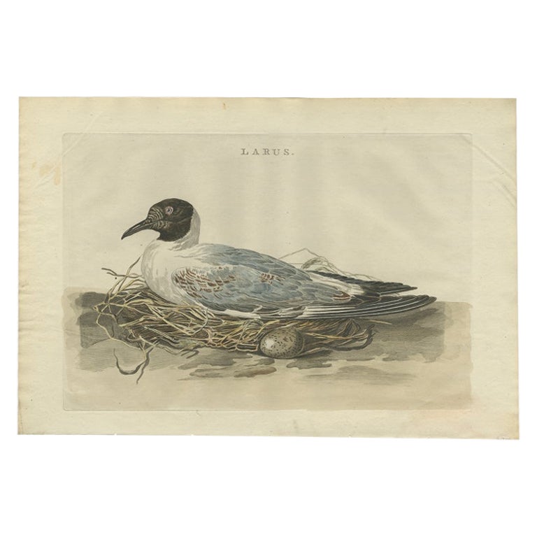 Antique Bird Print of the Female Black-Headed Gull by Sepp & Nozeman, 1789