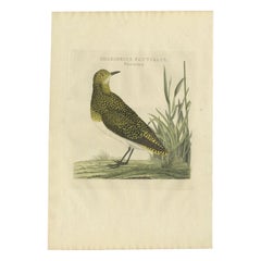 Antiker antiker Vogeldruck des weiblichen ägyptischen goldenen Plover eines Eurasienvogels von Sepp & Nozeman, 1797