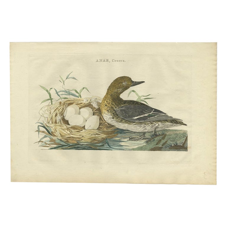 Antiker Vogeldruck des weiblichen Eurasian-Teal-Vogels von Sepp & Nozeman, 1789