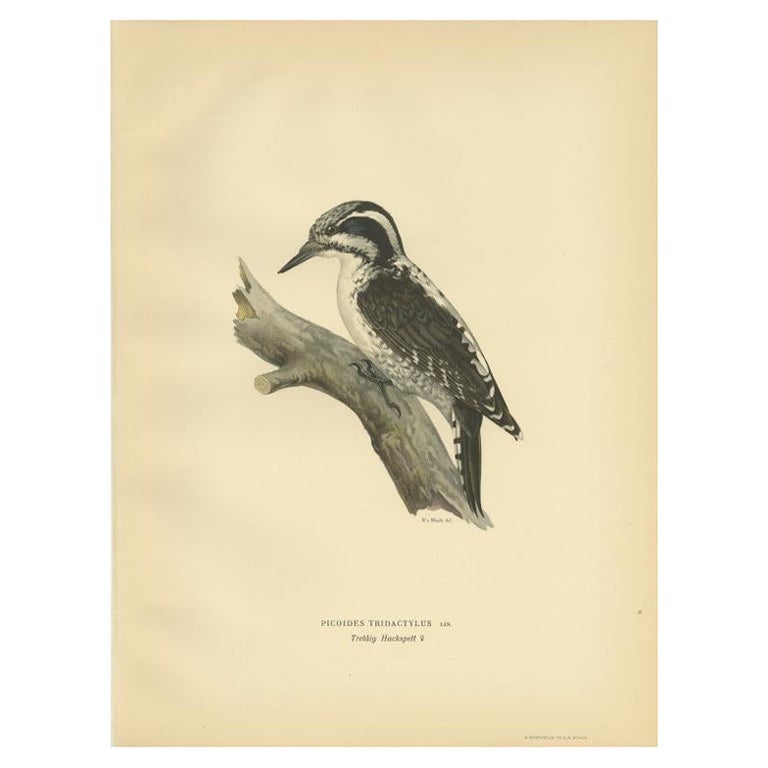 Antique Bird Print of the Female Eurasian Three-Toed Woodpecker by Von Wright For Sale