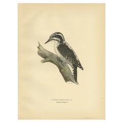 Antique Bird Print of the Female Eurasian Three-Toed Woodpecker by Von Wright