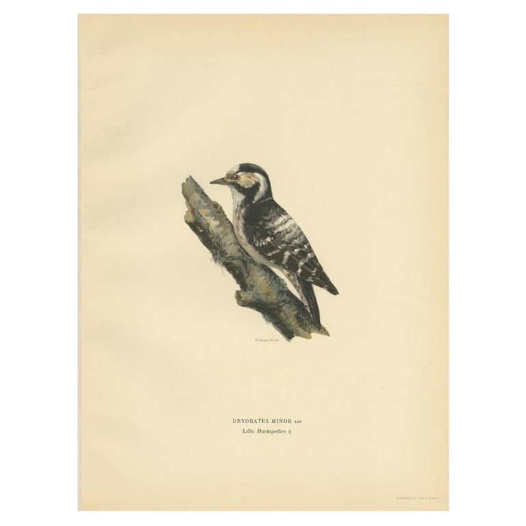 Antique Bird Print of the Female Lesser Spotted Woodpecker by Von Wright, 1927 For Sale