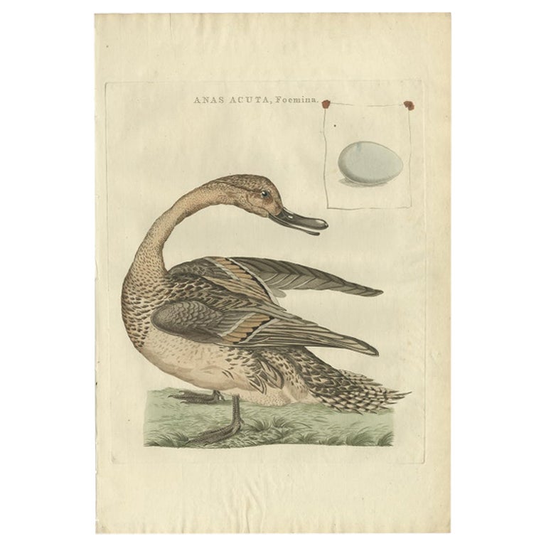 Antique Bird Print of the Female Northern Pintail by Sepp & Nozeman, 1789 For Sale