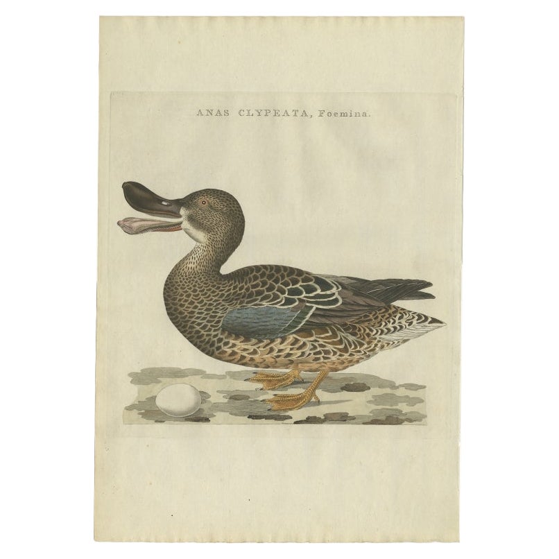 Antique Bird Print of the Female Northern Shoveler by Sepp & Nozeman, 1797