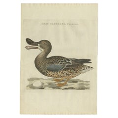 Used Bird Print of the Female Northern Shoveler by Sepp & Nozeman, 1797