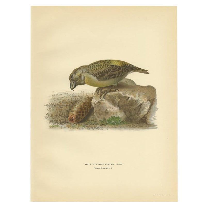 Antique Bird Print of the Female Parrot Crossbill by Von Wright, 1927