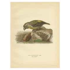 Vintage Bird Print of the Female Parrot Crossbill by Von Wright, 1927