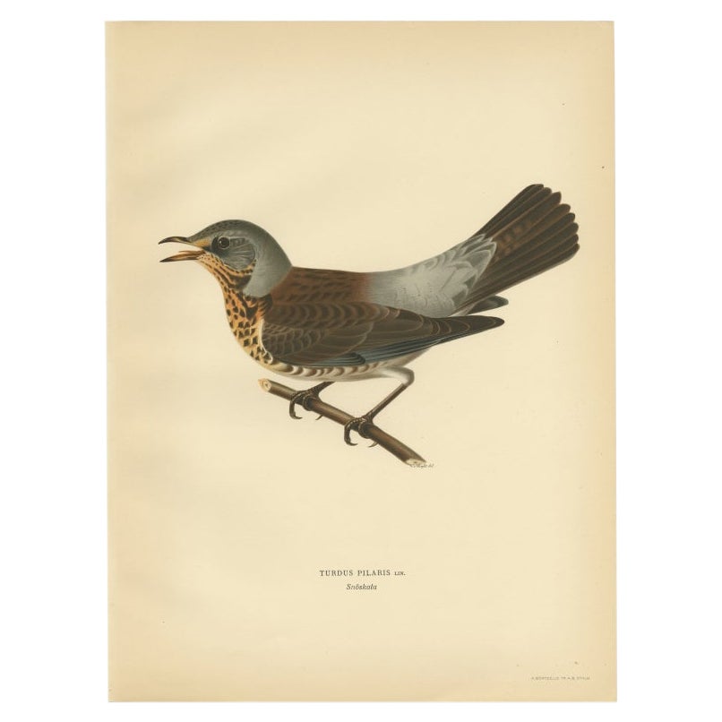 Antique Bird Print of the Fieldfare by Von Wright, 1927