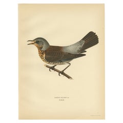 Stampa antica di uccelli della Fieldfare di Von Wright, 1927