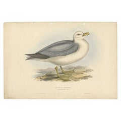 Antiker antiker Vogeldruck des Fulmarin- Petrel von Gould, 1832
