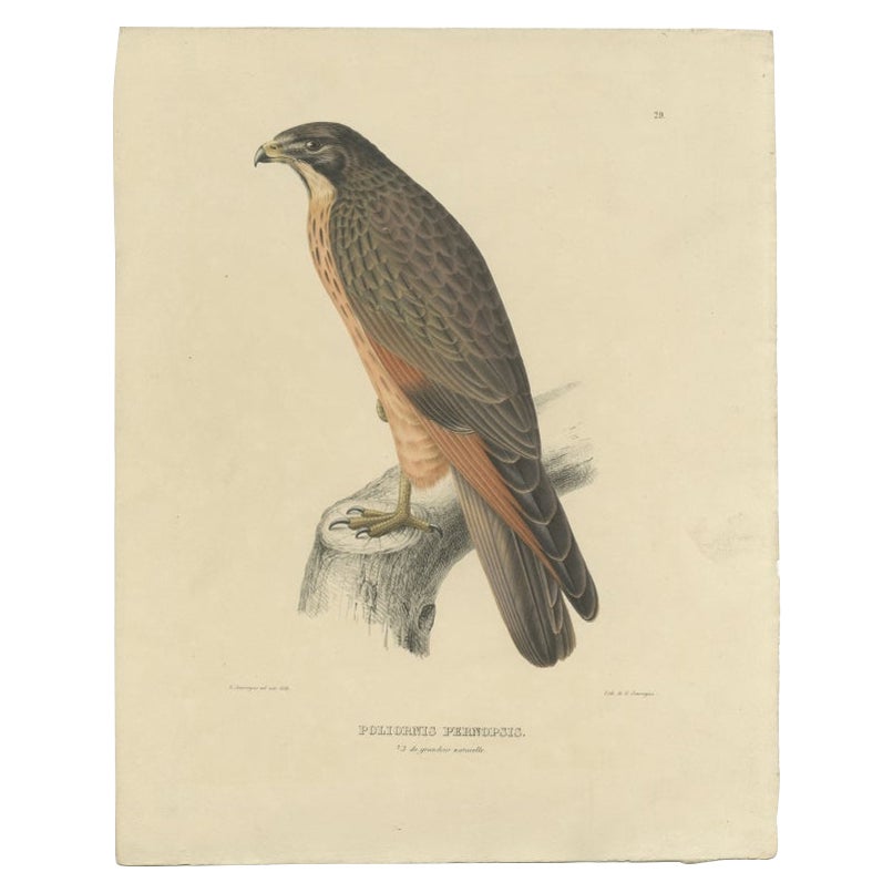 Impression oiseau ancienne du Buzzard de sauterelle par Severeyns, vers 1850