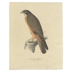 Impression oiseau ancienne du Buzzard de sauterelle par Severeyns, vers 1850