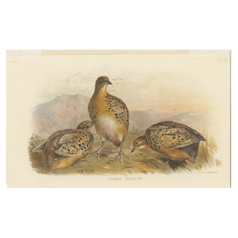 Antique Bird Print of the Indian Button Quail by Hume & Marshall, 1879 For Sale