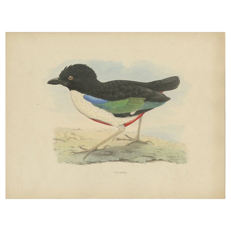 Antique Bird Print of the Ivory-Breasted Pitta by Westerman, 1854 For Sale