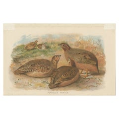 Antique Bird Print of the Jungle Bush-Quail by Hume & Marshall, 1879