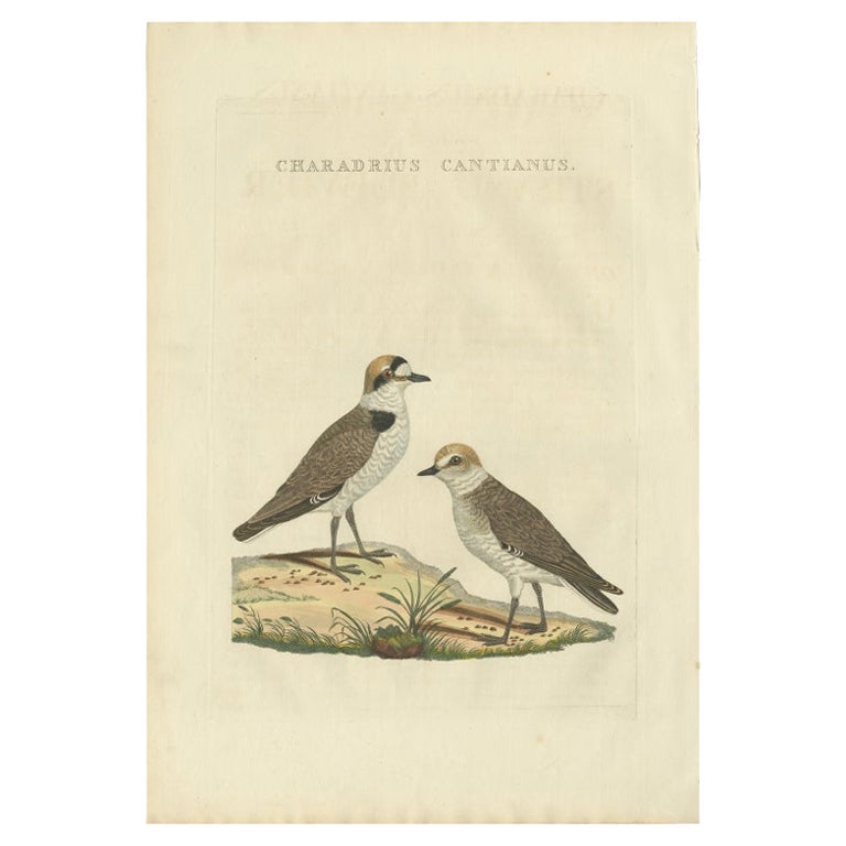 Antique Bird Print of the Kentish Plover by Sepp & Nozeman, 1829 For Sale