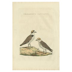 Antique Bird Print of the Kentish Plover by Sepp & Nozeman, 1829