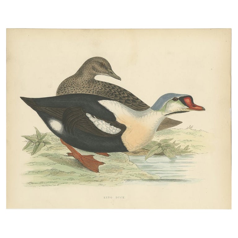 Antique Bird Print of the King Duck by Morris, 1855 For Sale