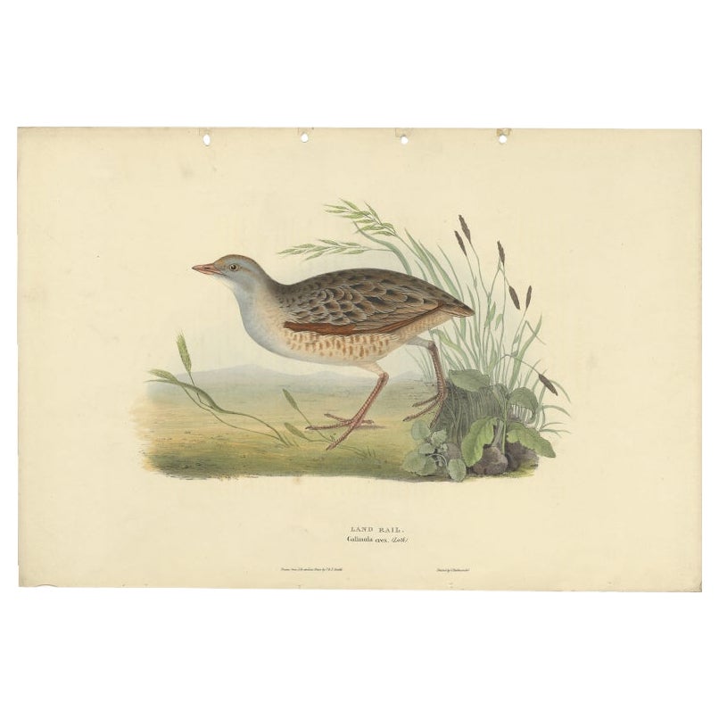 Antique Bird Print of the Land-Rail by Gould, 1832 For Sale