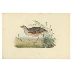 Antique Bird Print of the Land-Rail by Gould, 1832