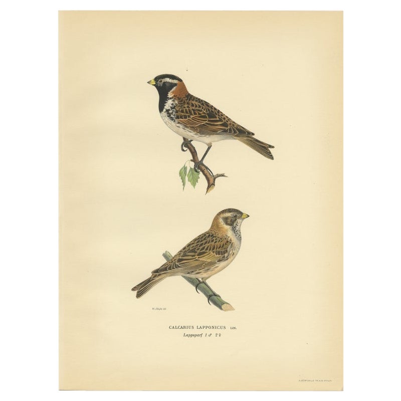 Antique Bird Print of the Lapland Longspur by Von Wright, 1927 For Sale