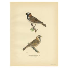 Antique Bird Print of the Lapland Longspur by Von Wright, 1927