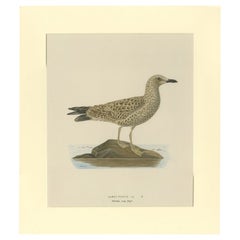 Antique Bird Print of the Lesser Black-Backed Gull by Von Wright, 1929