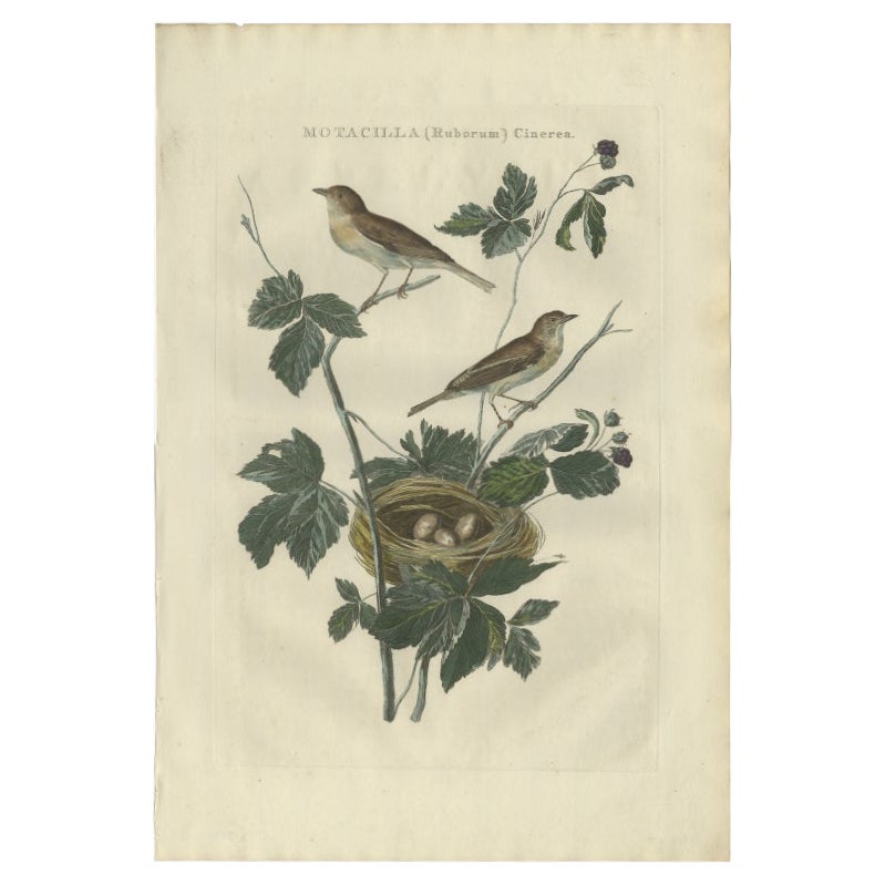 Antiker Vogeldruck des Lesser Whitethroat von Sepp & Nozeman, 1789 im Angebot