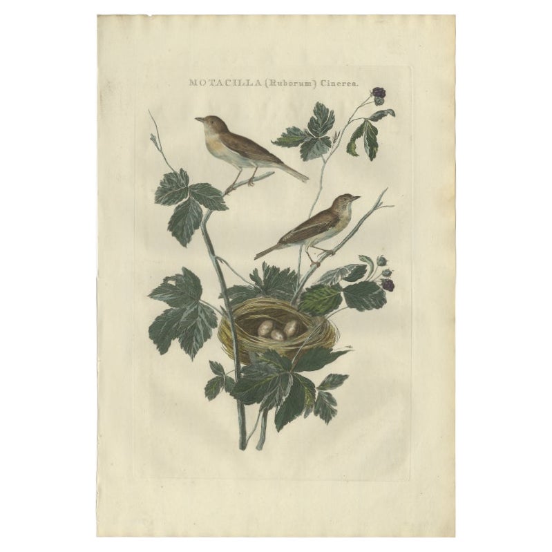 Stampa antica di uccelli di Sepp & Nozeman, 1789, raffiguranti la sterlina minore