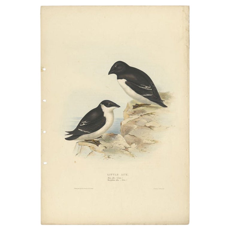 Impression oiseau ancienne du Petit Auk par Gould, 1832