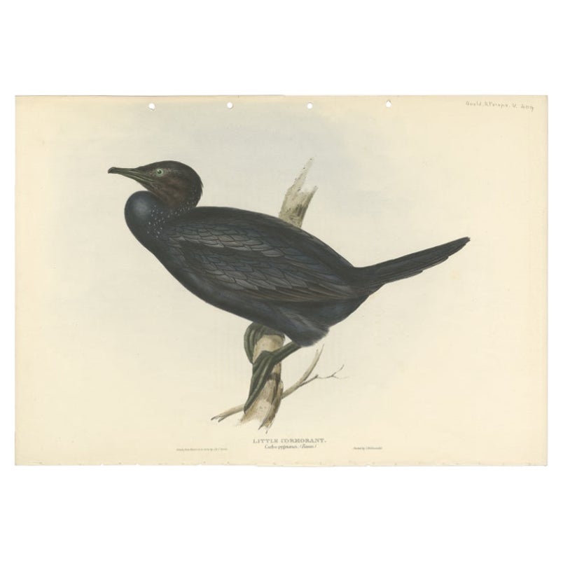 Antique Bird Print of the Little Cormorant by Gould, 1832 For Sale