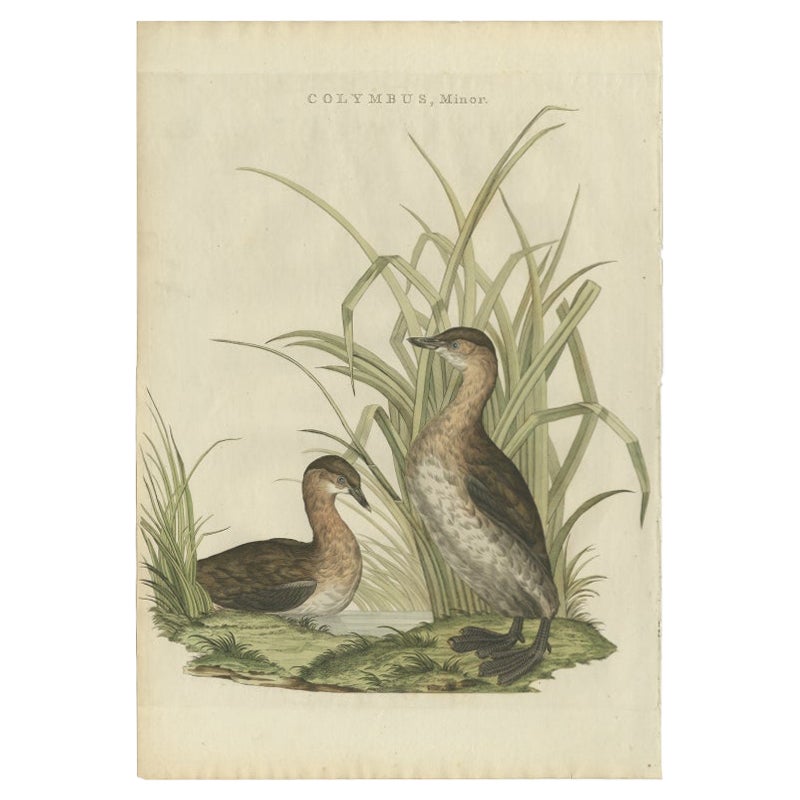 Antique Bird Print of the Little Grebe by Sepp & Nozeman, 1797 For Sale
