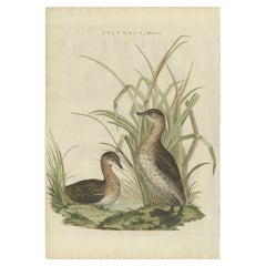 Impression ancienne d'oiseau de la petite grébe par Sepp & Nozeman, 1797