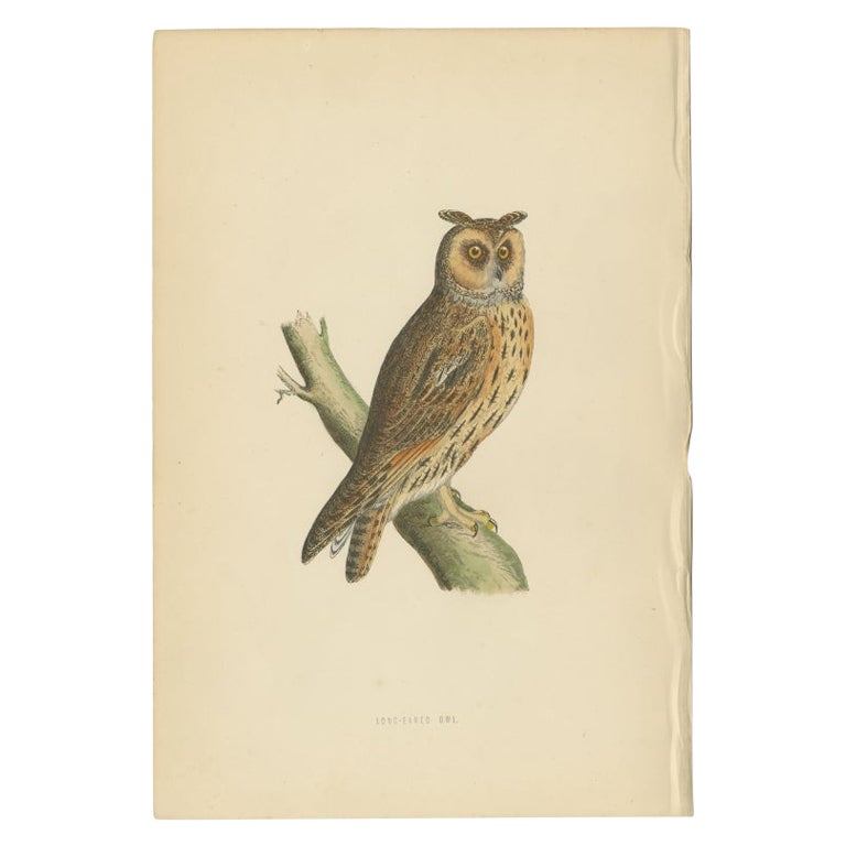 Impression ancienne d'oiseau du hibou à longues ailes par Morris, vers 1850 en vente