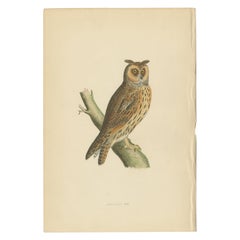 Antiker antiker Vogeldruck der langgestreckten Eule von Morris, um 1850