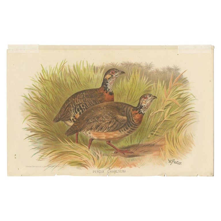 Antique Bird Print of the Malayan Wood Partridge by Hume & Marshall, 1879 For Sale