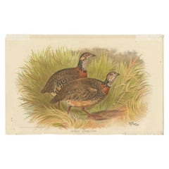 Antique Bird Print of the Malayan Wood Partridge by Hume & Marshall, 1879