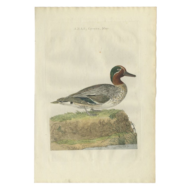 Antique Bird Print of the Male Eurasian Teal by Sepp & Nozeman, 1789 For Sale