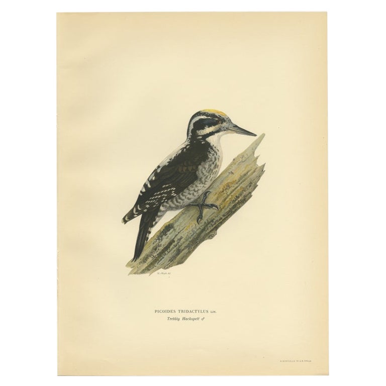 Impression ancienne d'oiseau de chasseur de bois Eurasien mâle à trois branches par Von Wright en vente