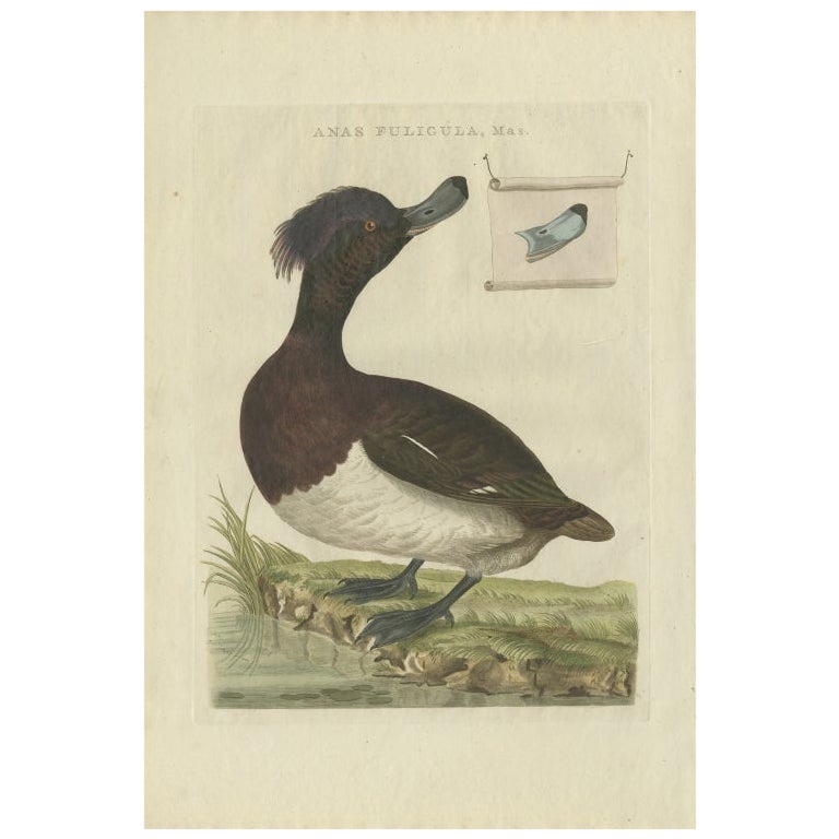 Antique Bird Print of the Male Tufted Duck by Sepp & Nozeman, 1797 For Sale