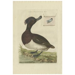 Antique Bird Print of the Male Tufted Duck by Sepp & Nozeman, 1797