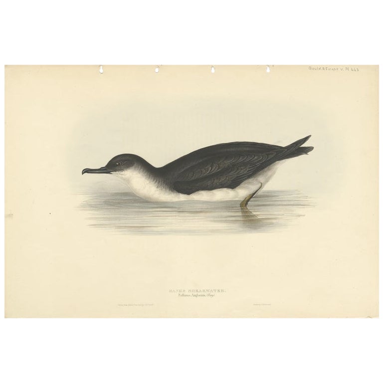 Impression ancienne d'oiseau de l'eau de mer Manx par Gould, 1832
